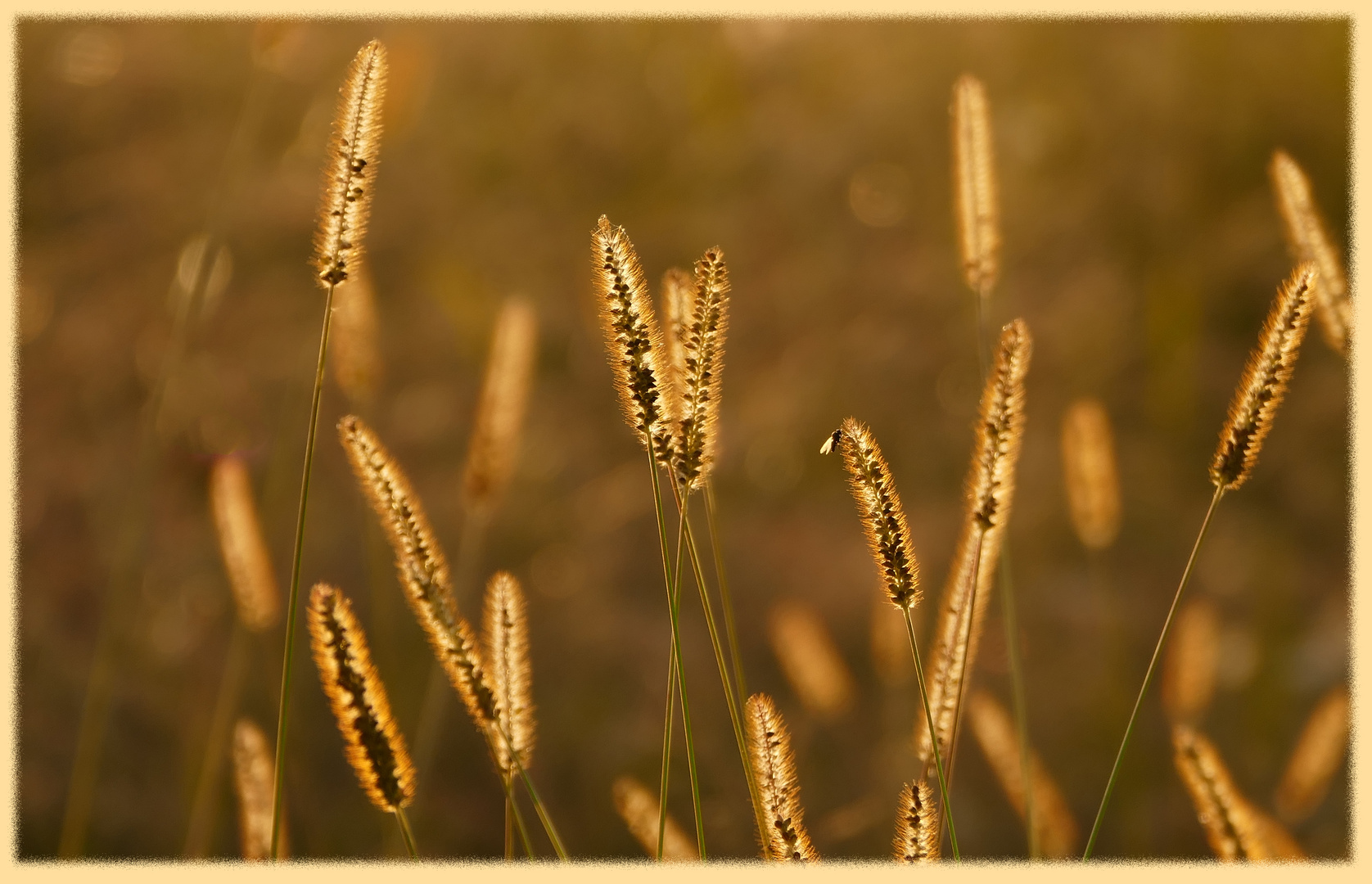 Wildpflanze im Gegenlicht