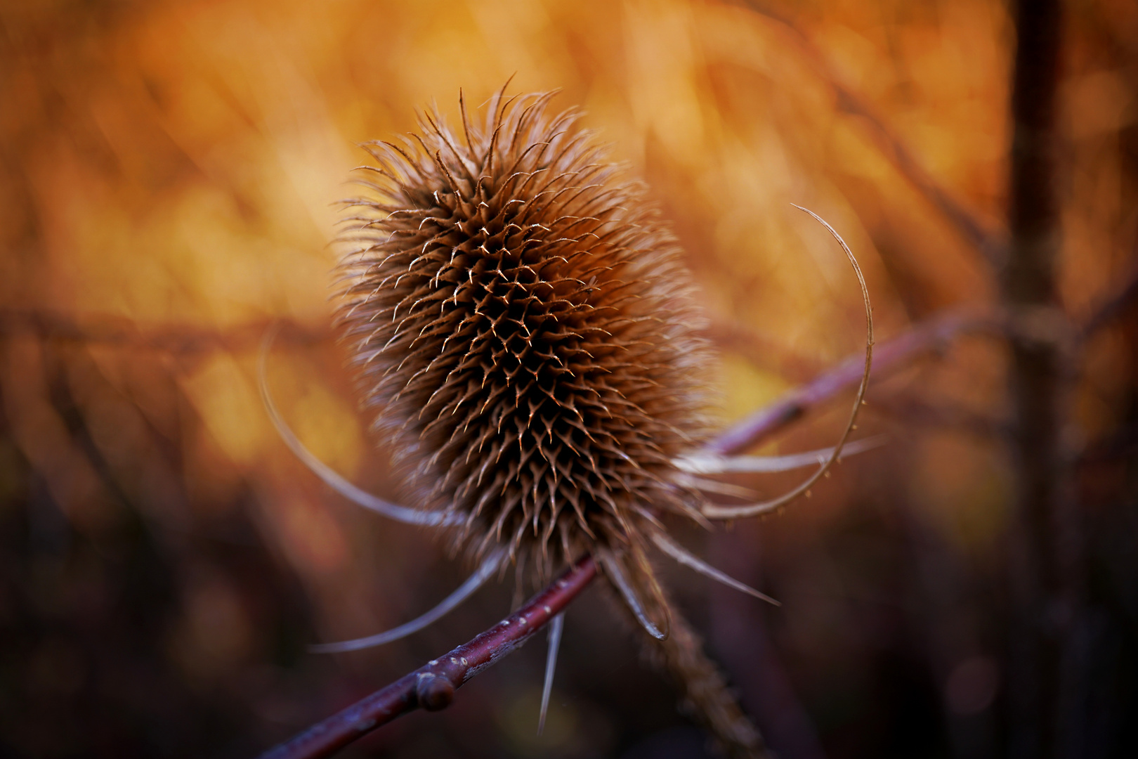 Wildpflanze im warmen Herbstlicht