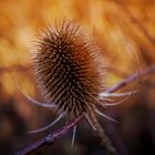 Wildpflanze im warmen Herbstlicht