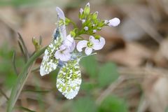 Wildpflanze mit Schmetterlinge