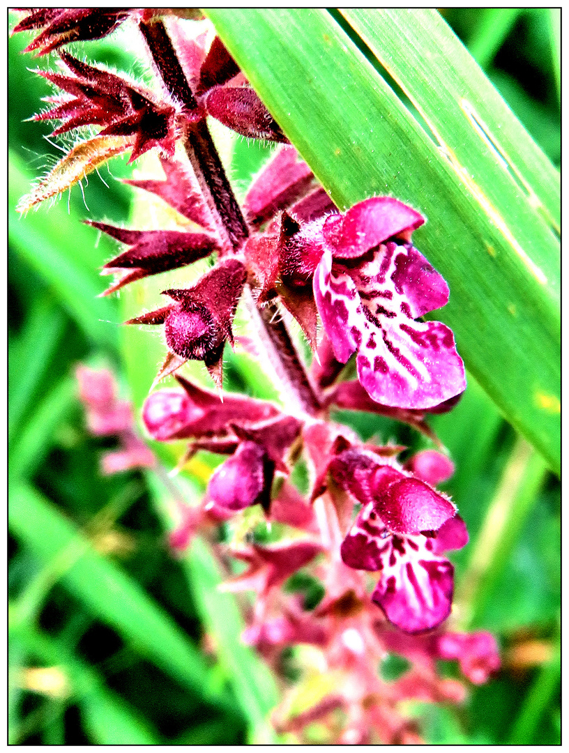 Wildpflanzen am Seeufer