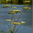 Wildpflanzen am Ufer