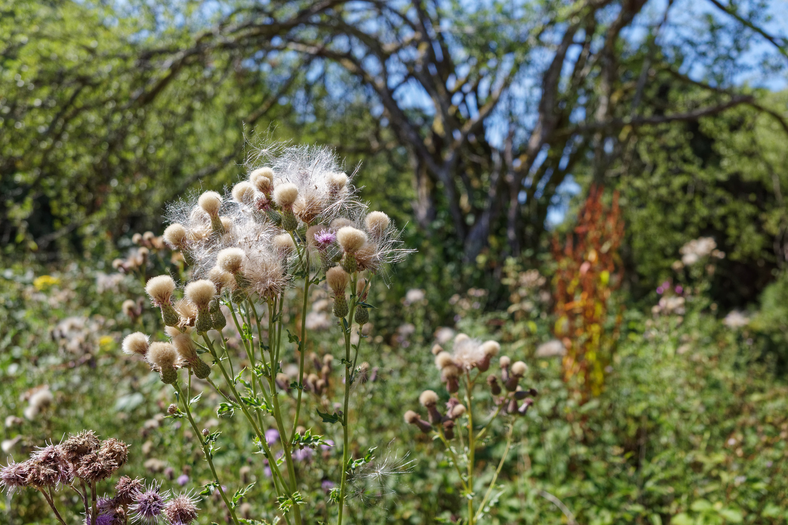 Wildpflanzen am Wiesenrand  (2)