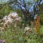 Wildpflanzen am Wiesenrand  (2)