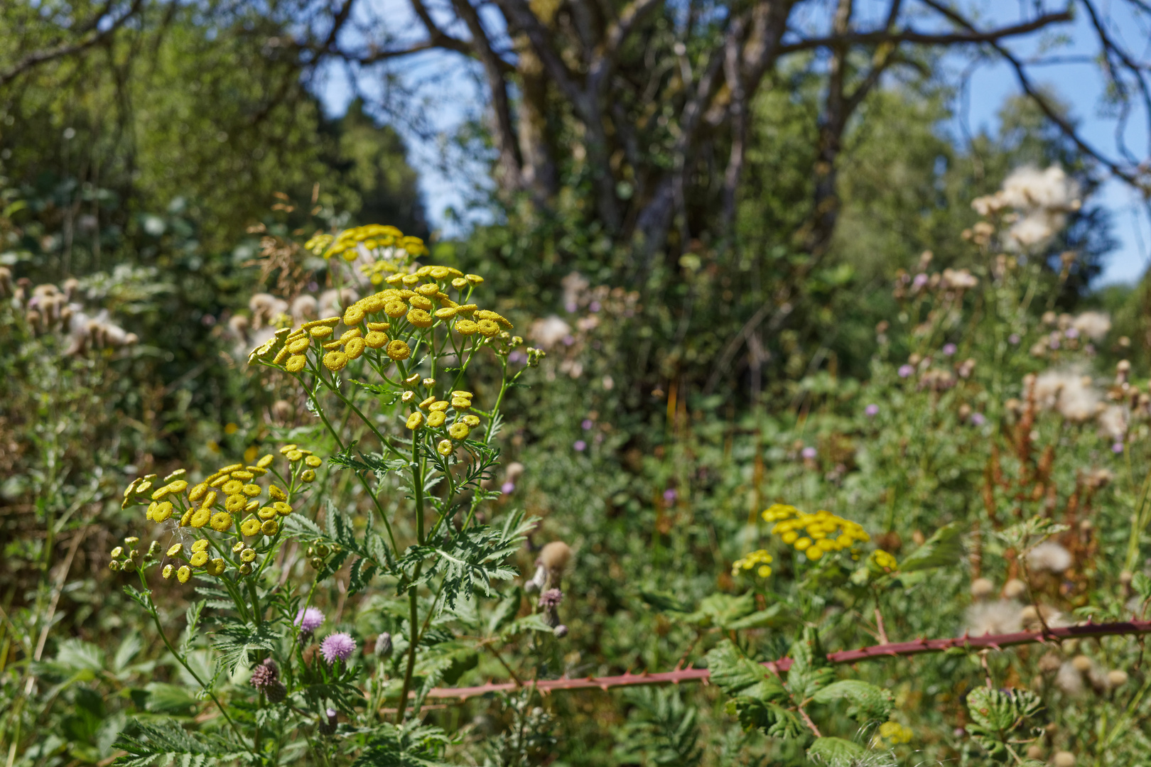 Wildpflanzen am Wiesenrand