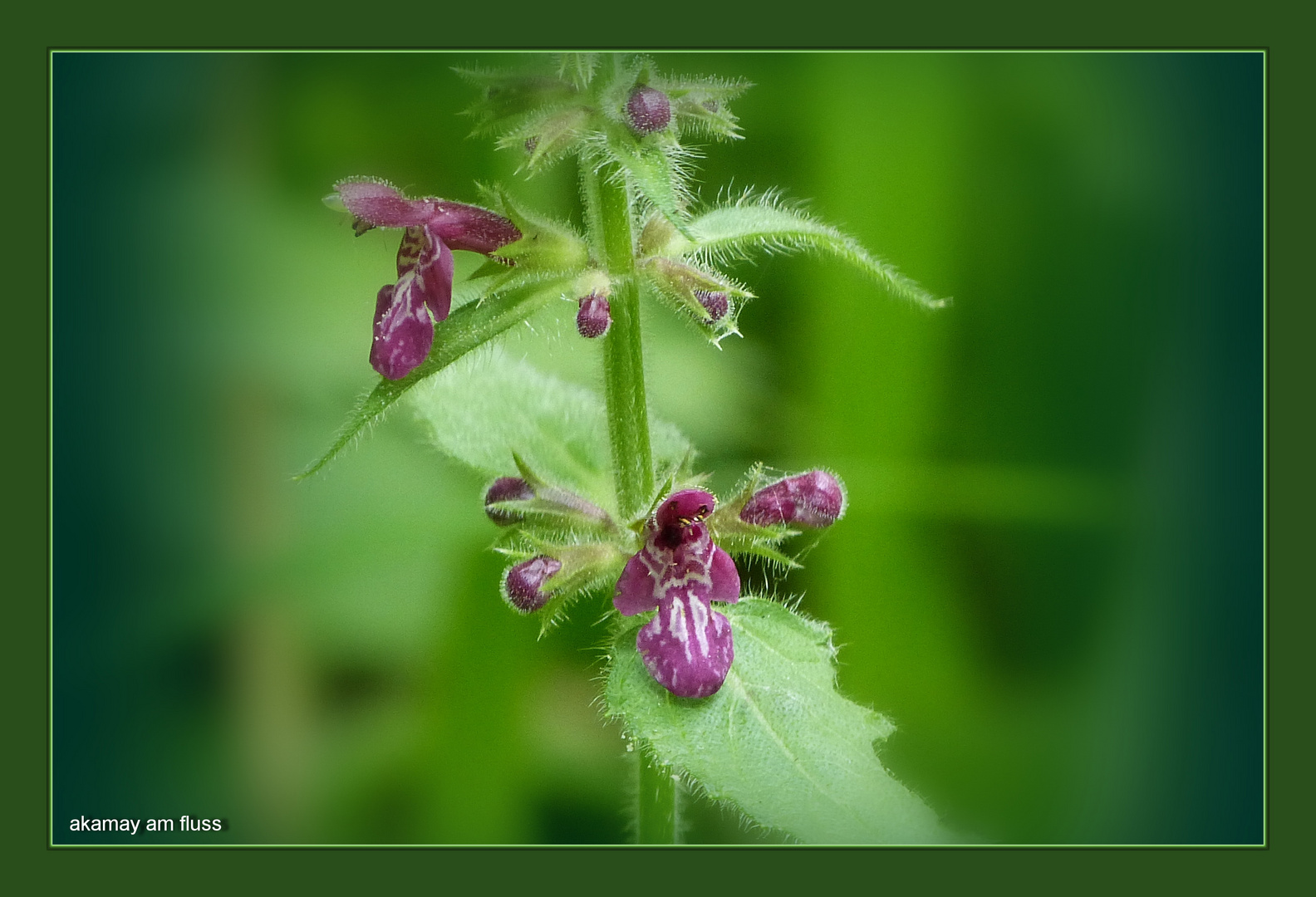 Wildpflanzenblüte