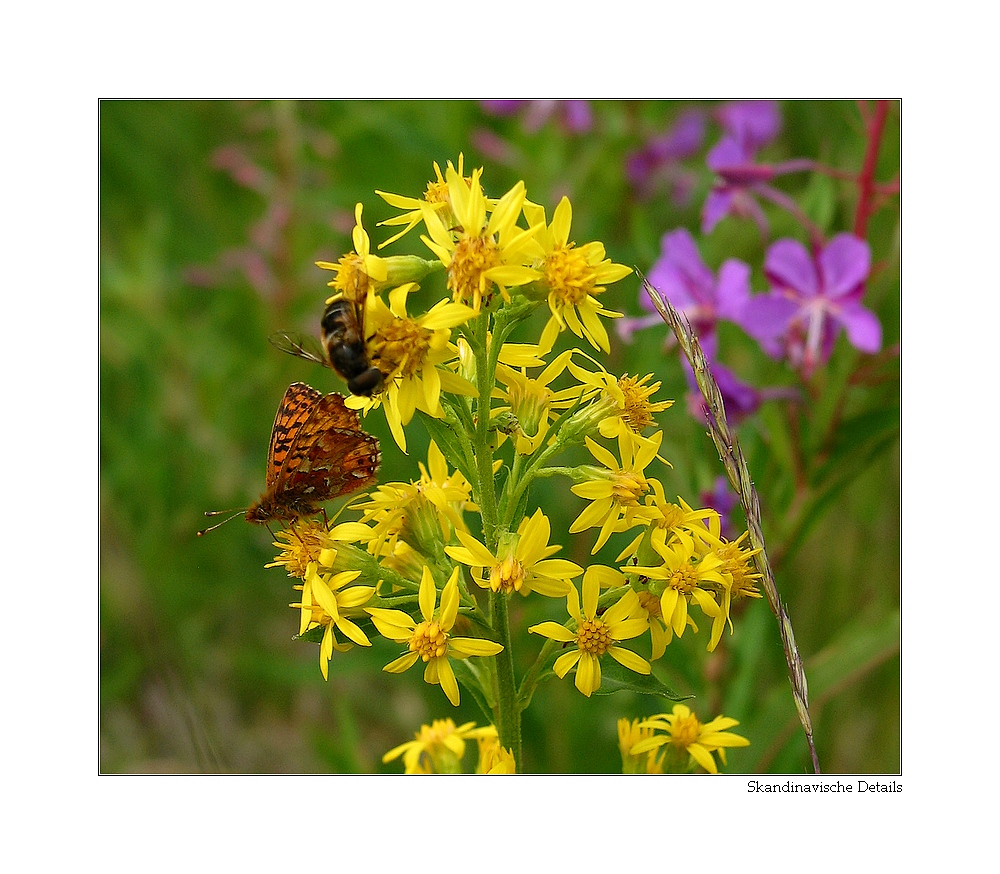 Wildpflanzen_in_Lappland