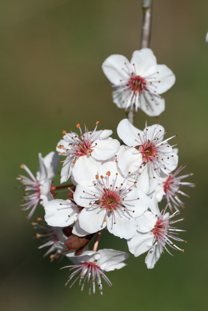 Wildpflaume (Prunus cerasifera) II