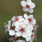 Wildpflaume (Prunus cerasifera) II