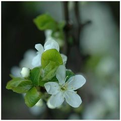 Wildpflaumenblüte am Feldwegesrand