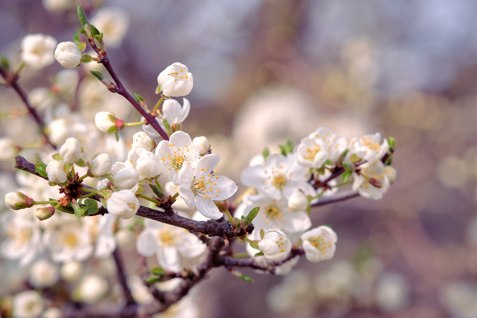 Wildpflaumenblüten