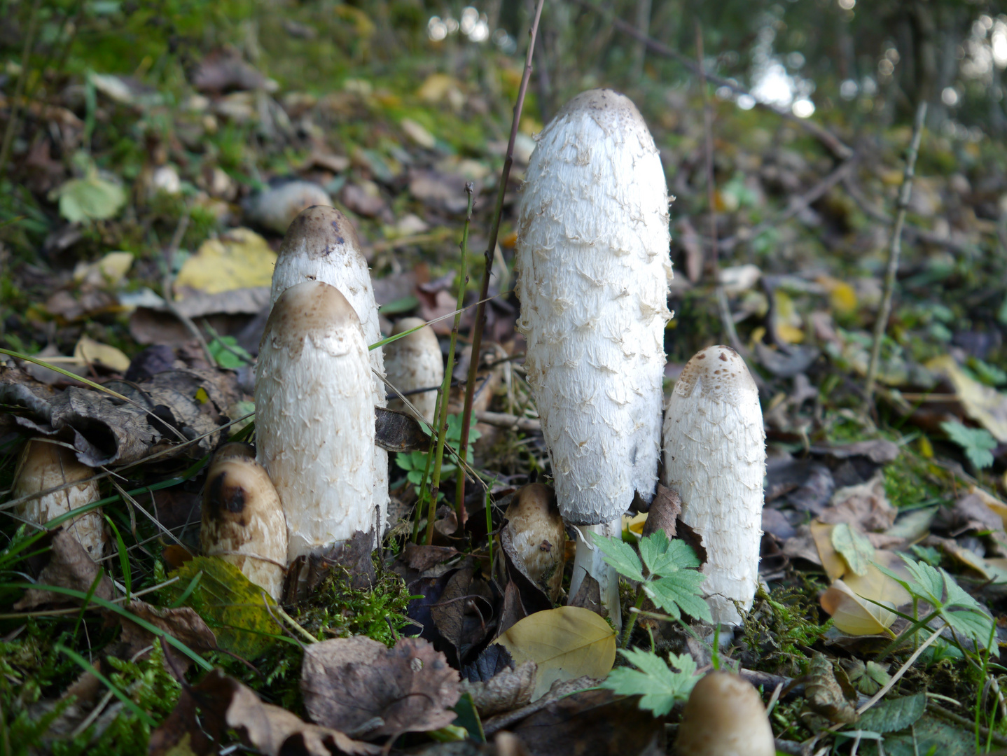 Wildpilze im Westpark Bochum