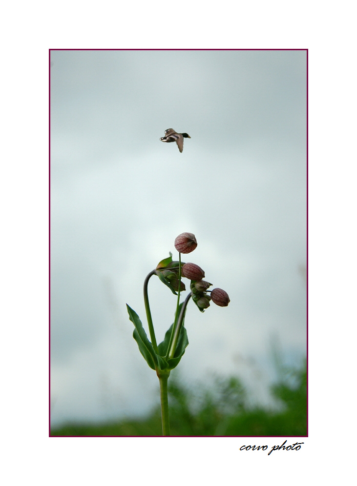 Wildplümchen (1)