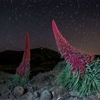  Wildprets Natternkopf bei Nacht