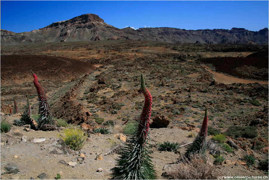 Wildprets Natternkopf (Echium wildpretii)