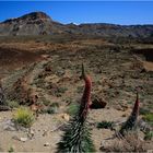 Wildprets Natternkopf (Echium wildpretii)