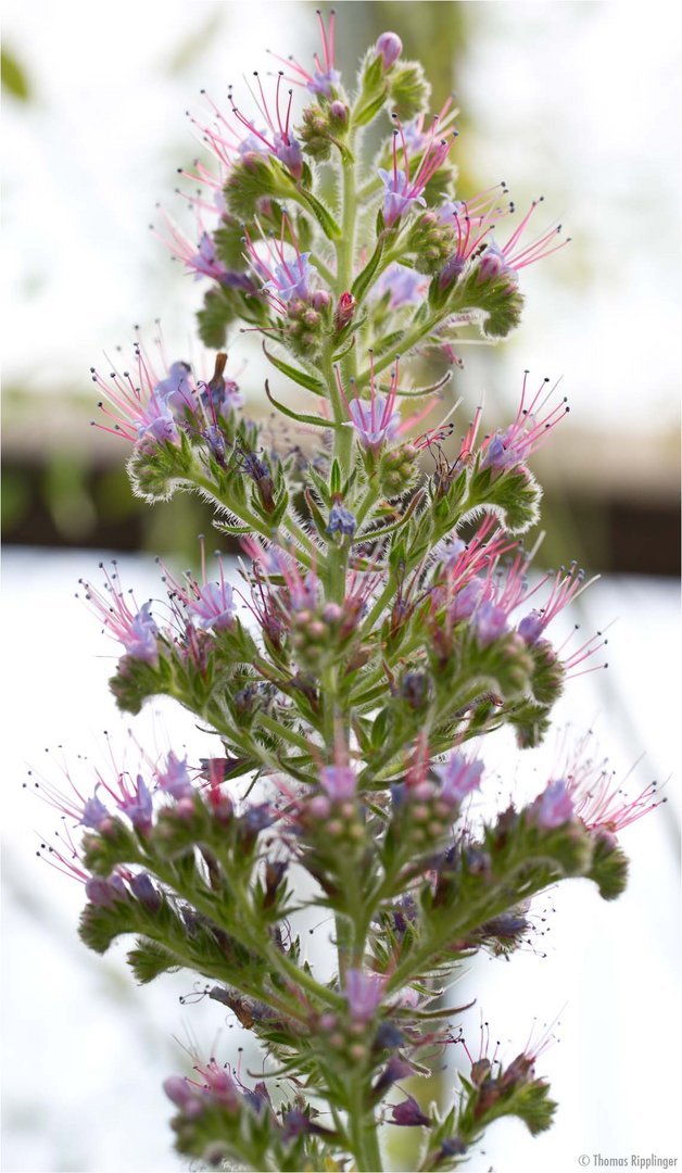 Wildprets Natternkopf (Echium wildpretii)