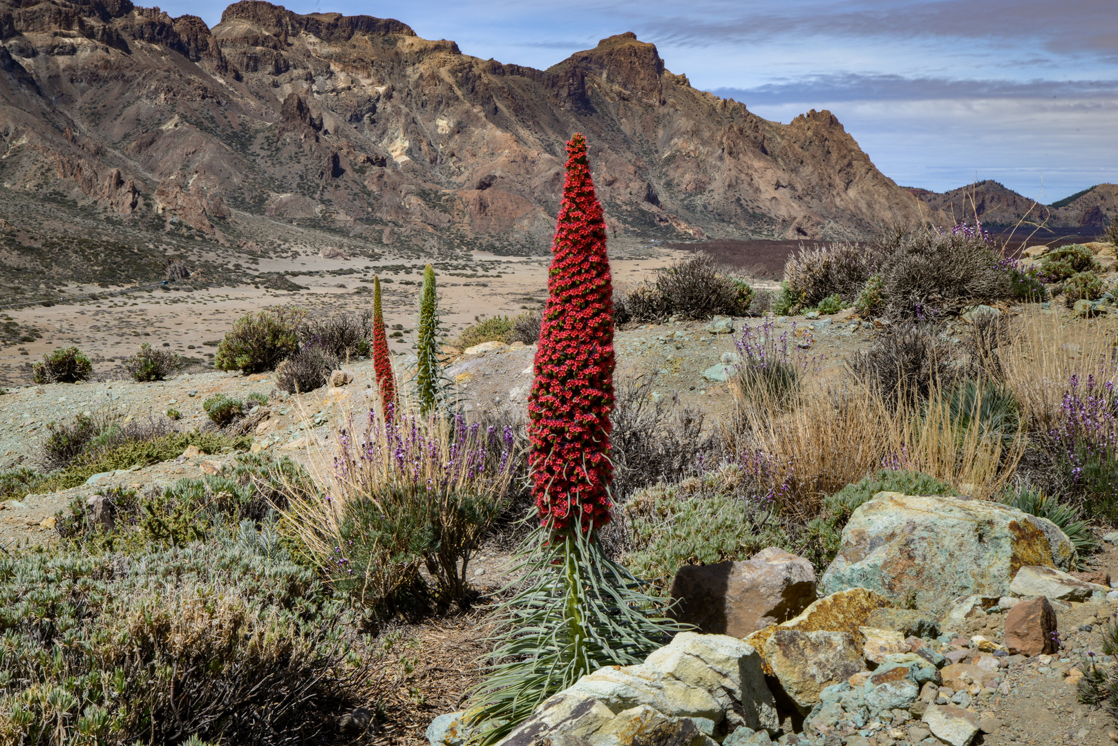 Wildprets Natternkopf (Echium wildpretii)