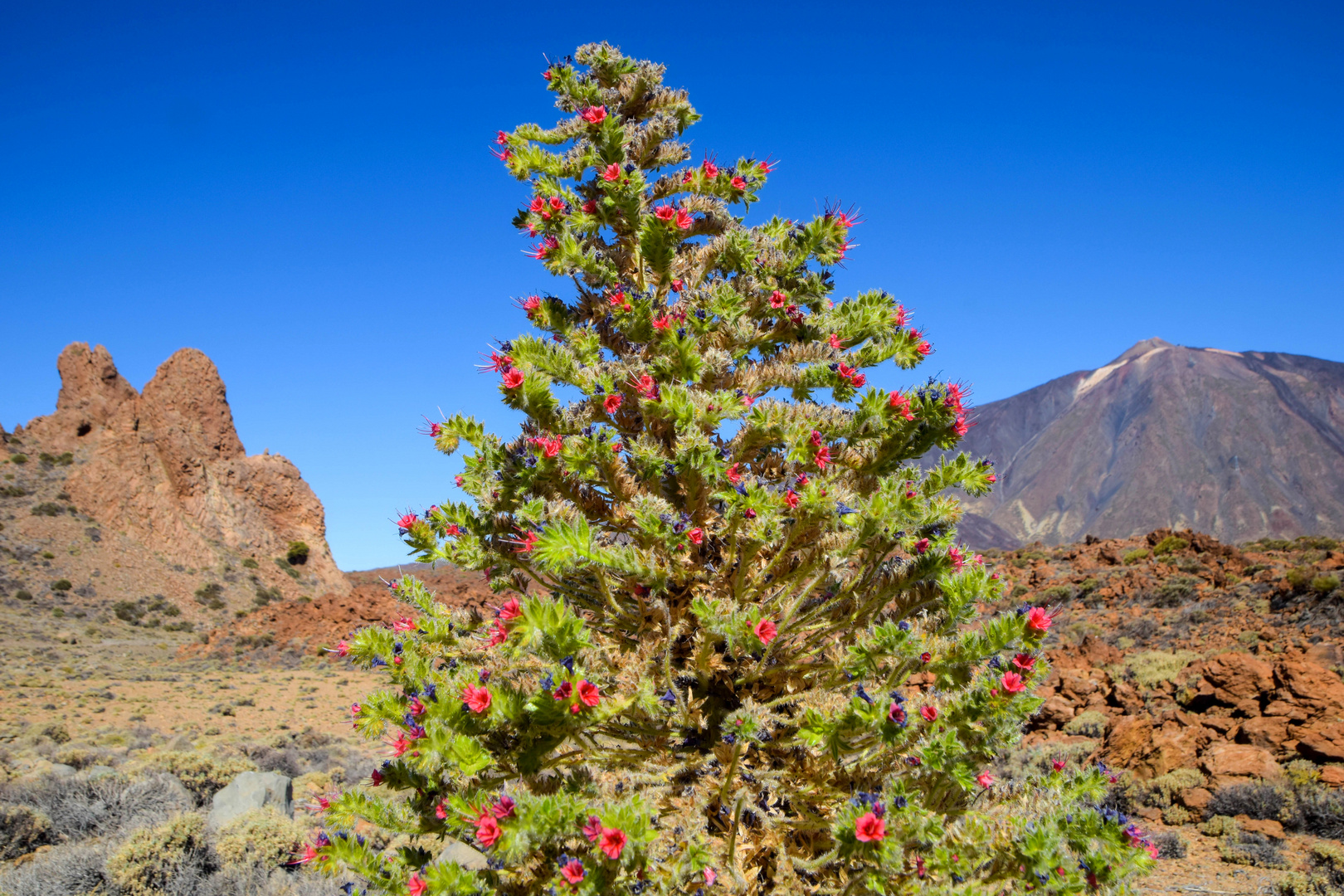 Wildprets Natternkopf - Teneriffa