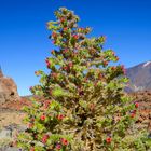 Wildprets Natternkopf - Teneriffa