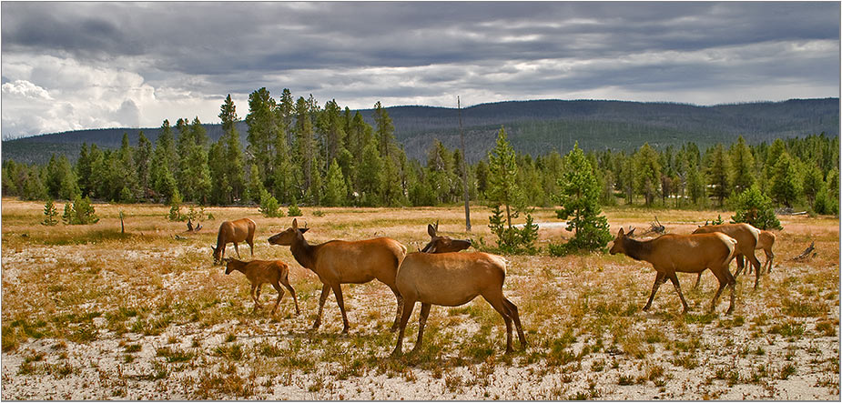 Wildreicher Yellowstone