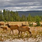 Wildreicher Yellowstone