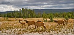 Wildreicher Yellowstone