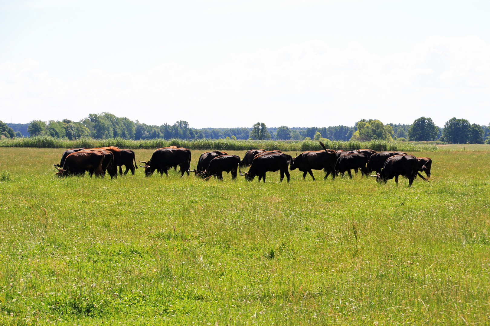 Wildrinder (Aueroxen) im Spreeauenreservat bei Cottbus