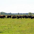 Wildrinder (Aueroxen) im Spreeauenreservat bei Cottbus