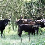 Wildrinder (Aueroxen) im Spreeauenreservat Dissen bei Cottbus