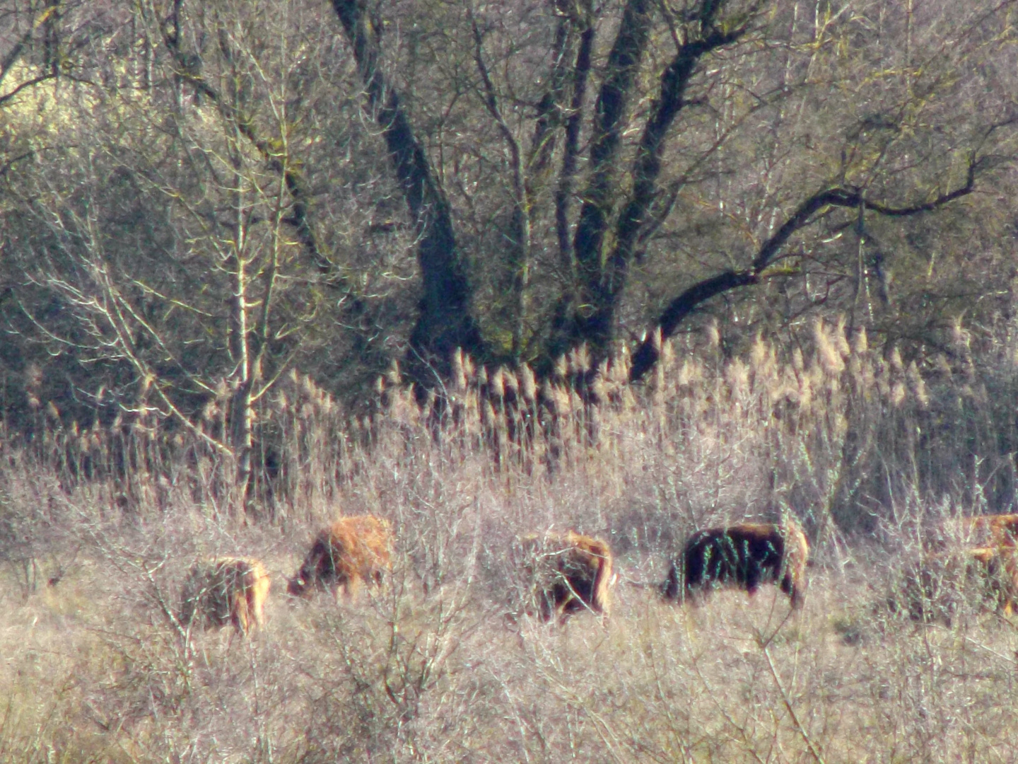 Wildrinder in der kleinen Camargue bei Basel