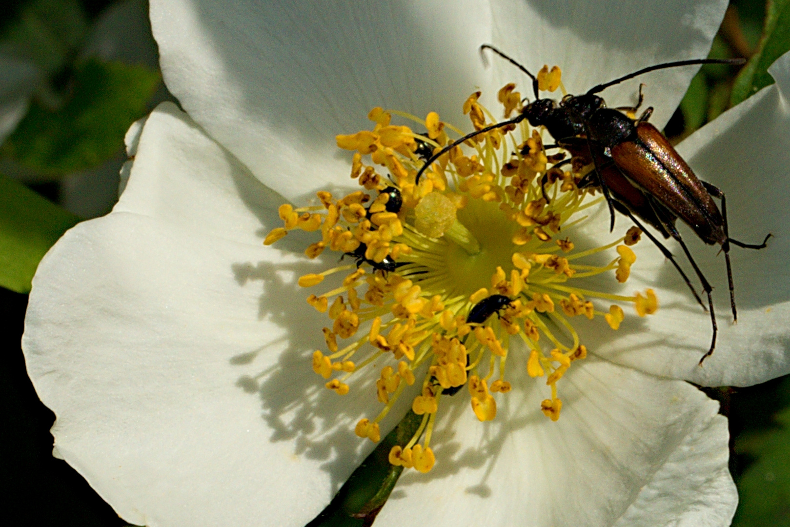 Wildröschen mit Käfer