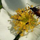 Wildröschen mit Käfer