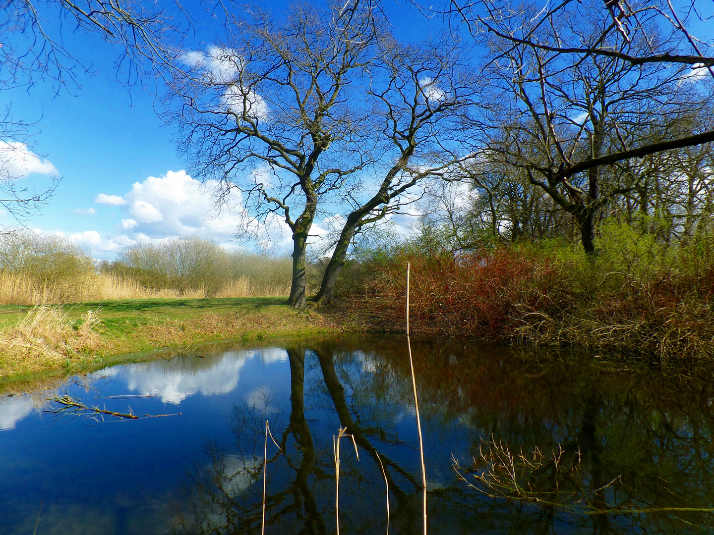 Wildromantik im Kühnauer Park