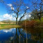 Wildromantik im Kühnauer Park