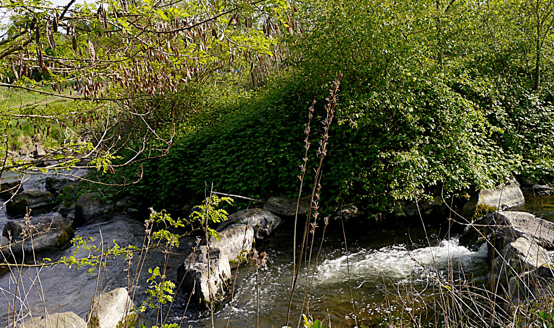 Wildromantische Agger bei Siegburg