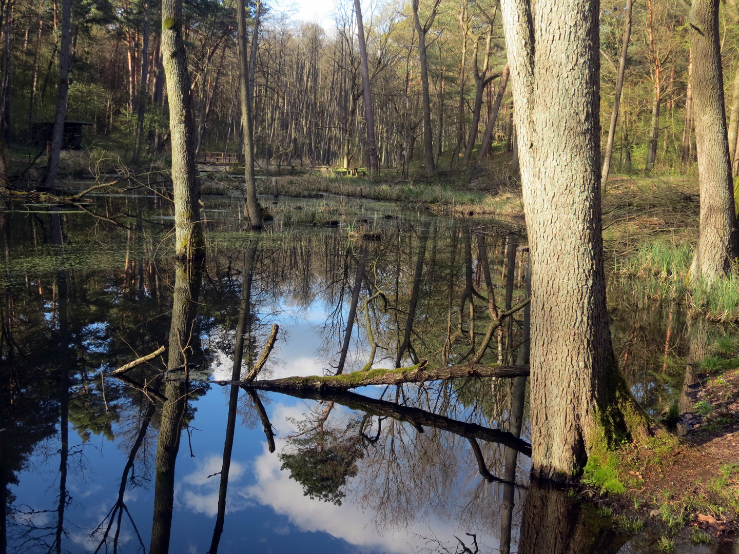 Wildromantisches Briesetal