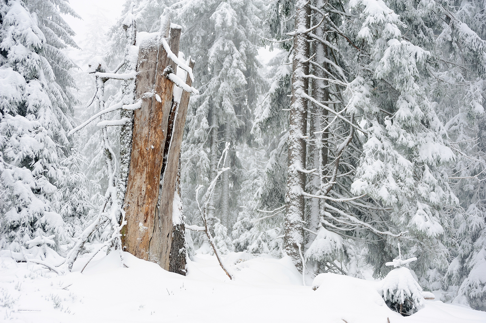 Wildromatisch,schöner Winterwald auf dem Kaltenbronn, bei Bad Wildbad