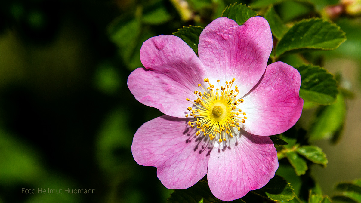 WILDROSE AM WEGESRAND