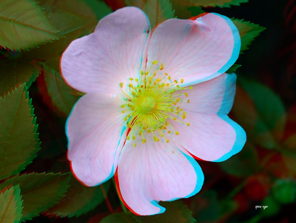 Wildrose - Anaglyphen