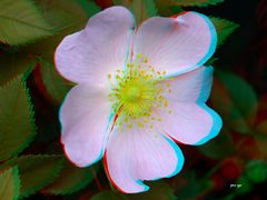 Wildrose - Anaglyphen