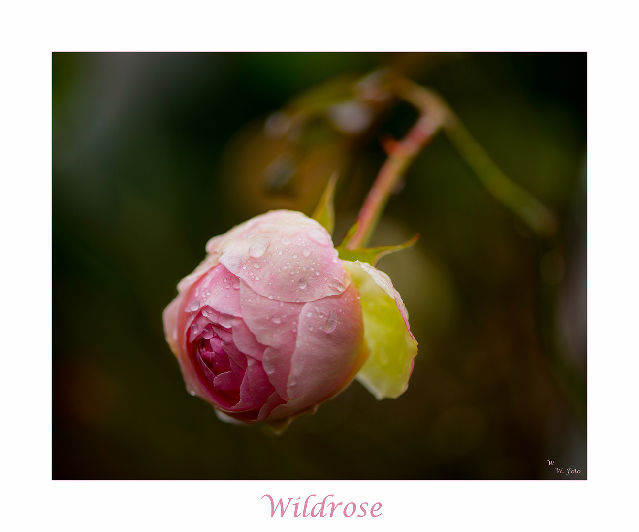 Wildrose