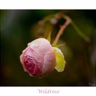 Wildrose