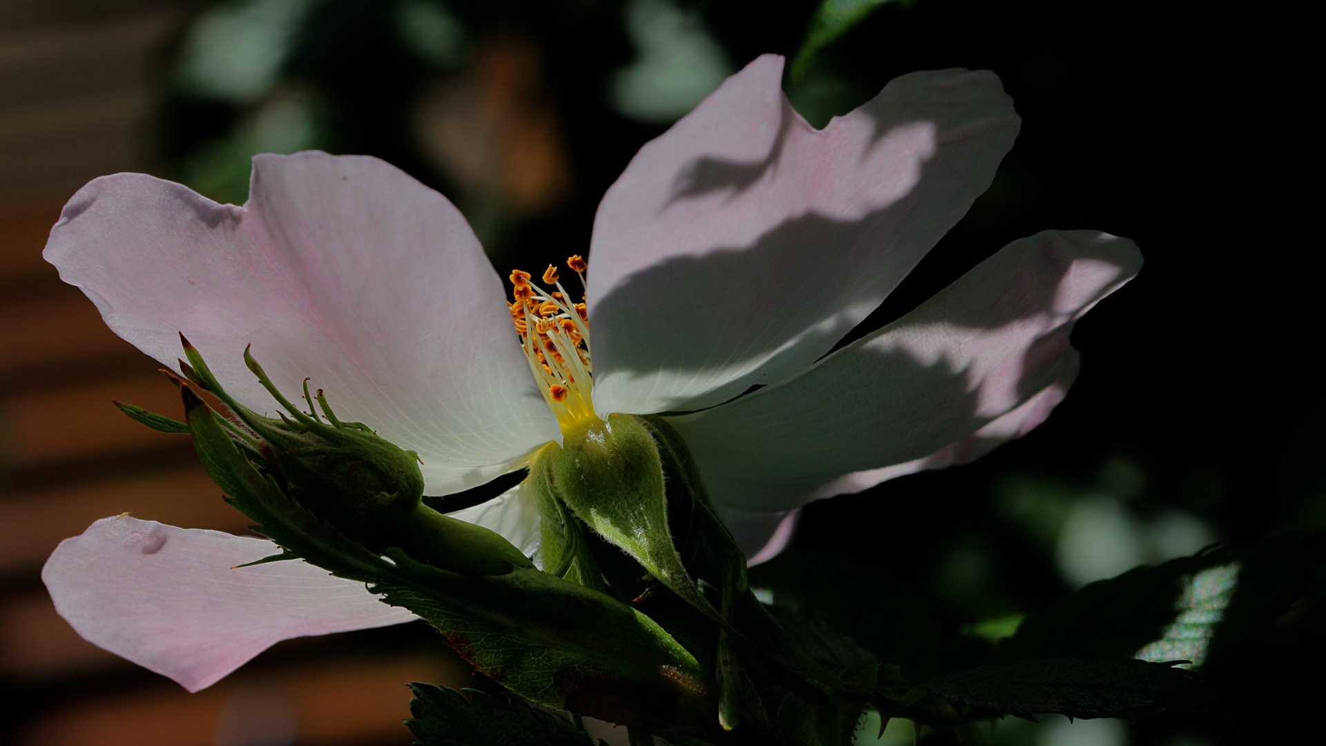 Wildrose im Abendlicht