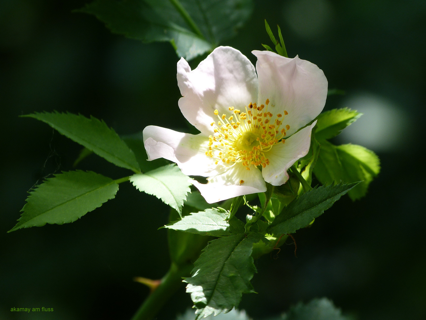 Wildrose im Lichtzauber