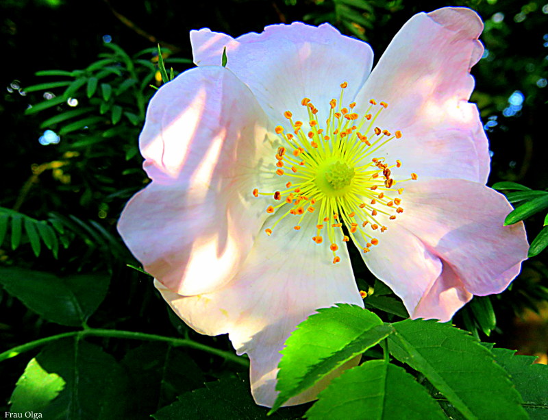 Wildrose im Schatten und Licht