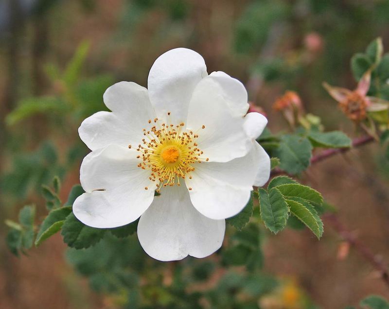 Wildrose in weiß