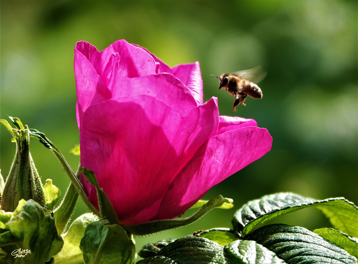 Wildrose mit Besucherin