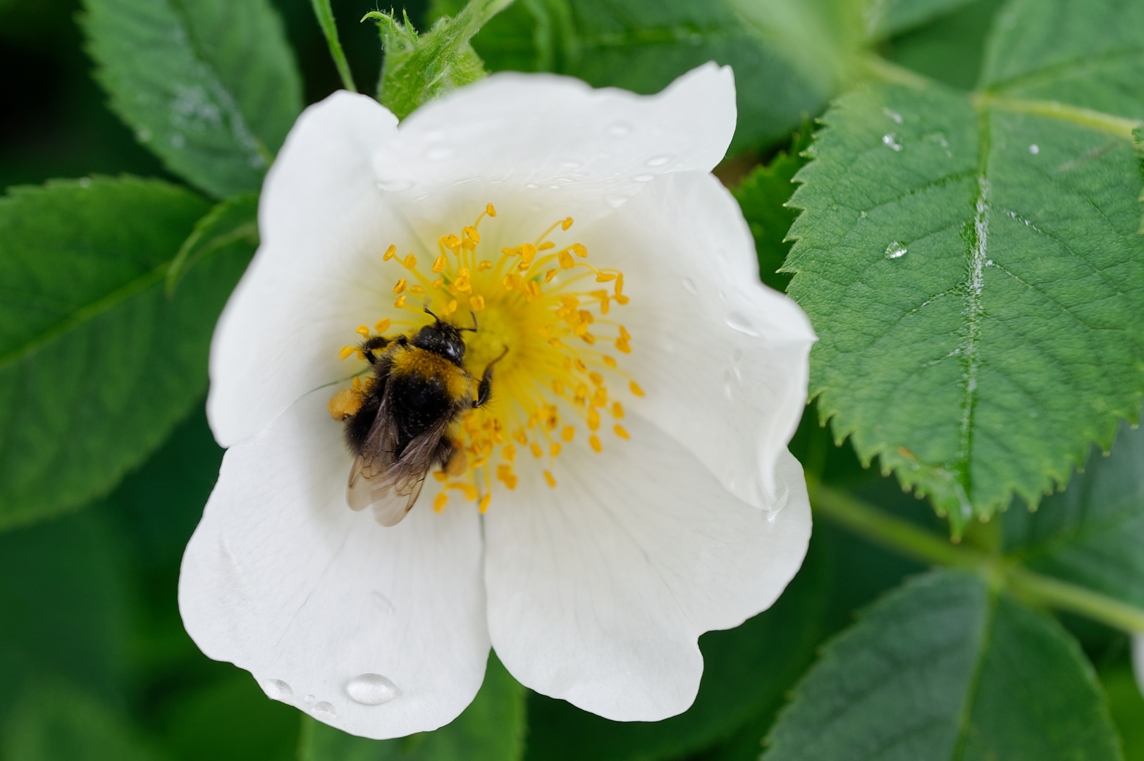 Wildrose mit Besucherin