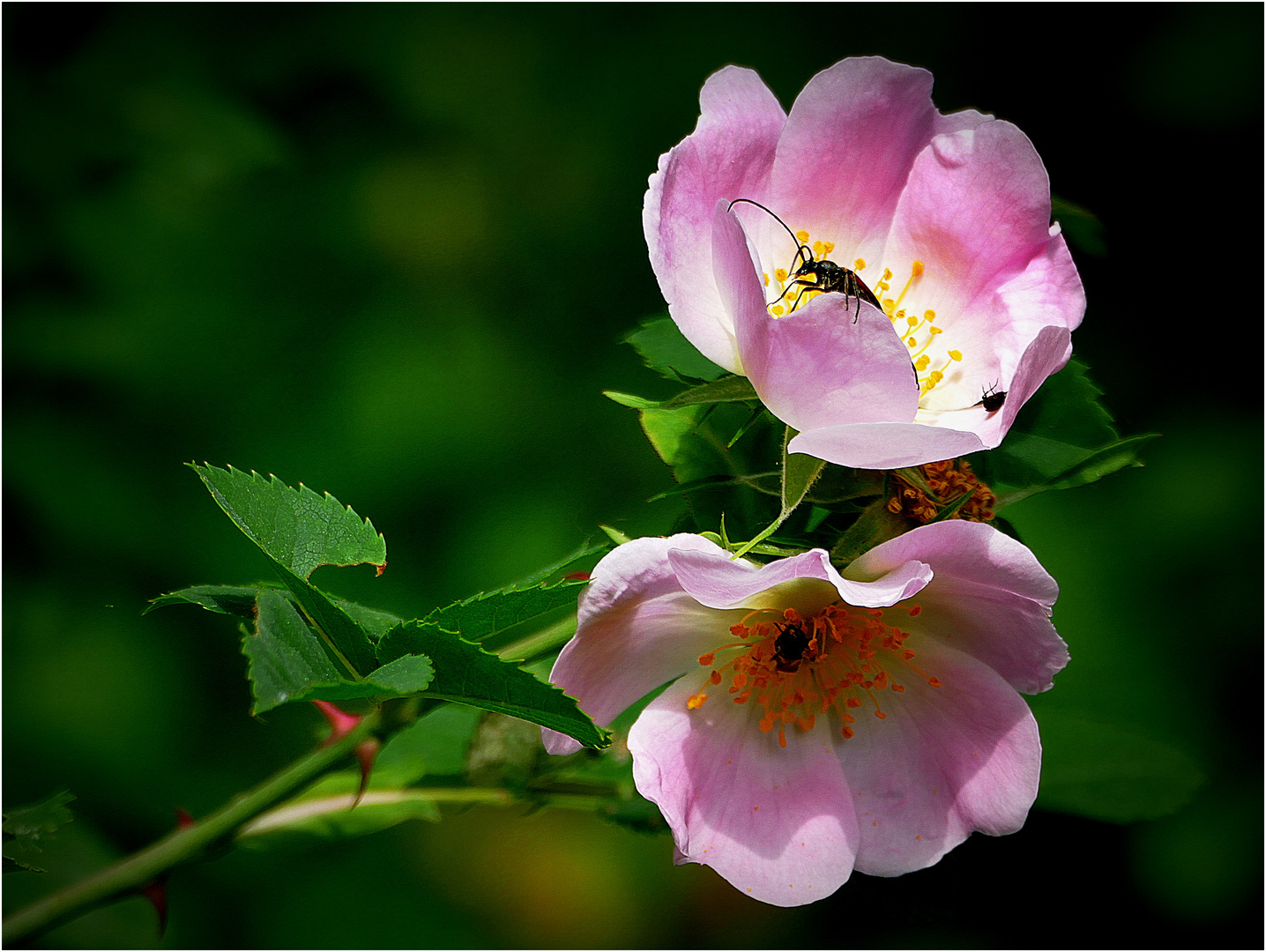 Wildrose mit Besuchern